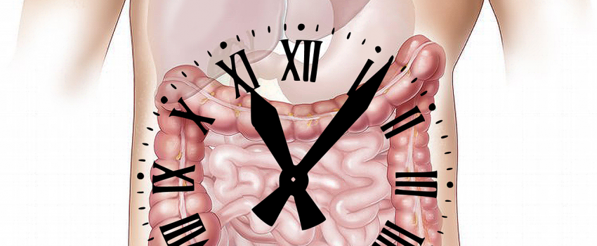 [ZDRAVLJE CRIJEVA] by Andrea Bilandžija, mag.nutr.